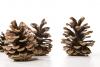 tap-fir-decoration-pine-cones-preview.jpg